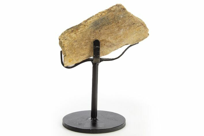 Fossil Hadrosaur Rib Section w/ Metal Stand - South Dakota #331133